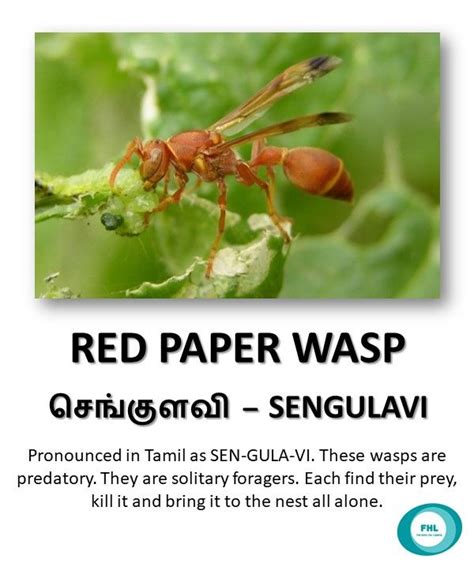 wasps meaning in tamil